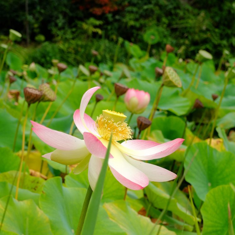 Das Arboretum in Ellerhoop